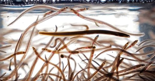 DFO claims elver enforcement has resulted in ‘significant deterrence’ of illicit fishery
