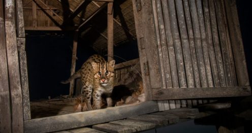 Saving Asia’s fishing cat means protecting threatened wetland habitat